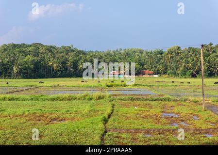 Reisanbau auf dem Land in der südlichen Provinz Sri Lanka Stockfoto