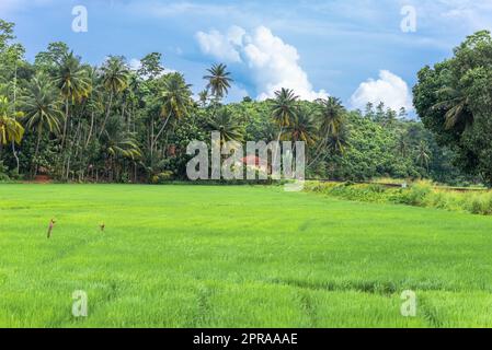 Landwirtschaft und Anbau von Reis in Mirissa im Süden von Sri Lanka Stockfoto