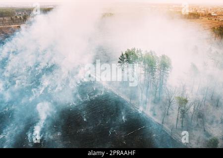 Luftaufnahme. Trockenes Gras Im Frühling Brennt Bei Dürre Und Hitze. Busch, Feuer Und Rauch Im Wald. Wild Open Fire Zerstört Gras. Natur In Gefahr. Umweltproblem Luftverschmutzung. Naturkatastrophe. Stockfoto