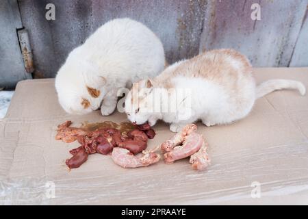 Obdachlose hungrige Straßenkatzen, die in zerstörten Slums leben und Fleisch essen, das ihnen von den Mietern des Hauses gebracht wurde. Das Konzept der Obdachlosenhilfe. Stockfoto