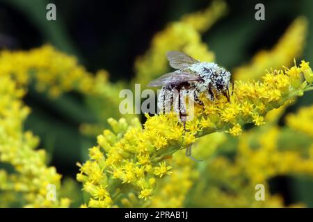 Mit Pollen bedeckte Biene auf einer Kanadischen Goldrute (Solidago canadensis) Stockfoto