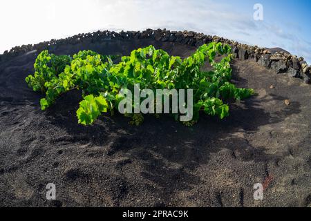 Typische Weinberge auf schwarzem Lavaboden. Lanzarote, Kanarische Inseln. Spanien. Stockfoto