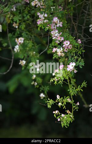 Rambler-rose Stockfoto