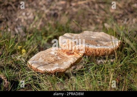 Große Pilze in einem Wald auf einer Pilztour im Herbst mit braunem Laub im Hintergrund auf dem Boden in der Pilzsaison als köstliche, aber möglicherweise giftige und gefährliche Waldfrüchte Stockfoto