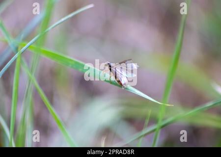 ANT Hochzeitsflug mit fliegenden Ameisen wie neuen Ameisenköniginnen und männlichen Ameisen mit gespreizten Flügeln paaren sich als nützliches Insekt für die Reproduktion in Makro-Niederwinkelblick formikale Nestkolonie neue Insektengesellschaft Stockfoto