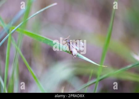 ANT Hochzeitsflug mit fliegenden Ameisen wie neuen Ameisenköniginnen und männlichen Ameisen mit gespreizten Flügeln paaren sich als nützliches Insekt für die Reproduktion in Makro-Niederwinkelblick formikale Nestkolonie neue Insektengesellschaft Stockfoto