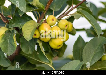 Unreifer grüner Kirschbaum reift im Sommer bei Sonnenuntergang im Bio-Garten-Idyll mit grünen Kirschen mit verschwommenem Hintergrund und Kopierraum für gesundes Essen, das in kultivierten Plantagenbäumen angebaut wird Stockfoto