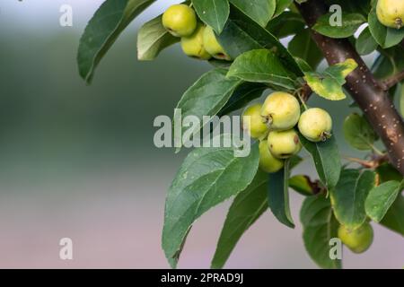 Unreifer grüner Kirschbaum reift im Sommer bei Sonnenuntergang im Bio-Garten-Idyll mit grünen Kirschen mit verschwommenem Hintergrund und Kopierraum für gesundes Essen, das in kultivierten Plantagenbäumen angebaut wird Stockfoto