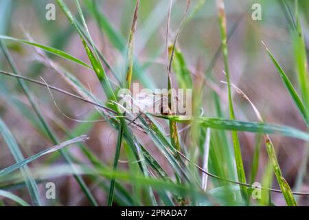 ANT Hochzeitsflug mit fliegenden Ameisen wie neuen Ameisenköniginnen und männlichen Ameisen mit gespreizten Flügeln paaren sich als nützliches Insekt für die Reproduktion in Makro-Niederwinkelblick formikale Nestkolonie neue Insektengesellschaft Stockfoto