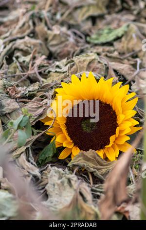 Dürre mit trockenen und verwelkten Sonnenblumen in extremer Hitzeperiode mit heißen Temperaturen und ohne Regenfälle aufgrund der globalen Erwärmung führt zu Ernteverknappung und Wasserknappheit auf landwirtschaftlichen Sonnenblumenfeldern Stockfoto
