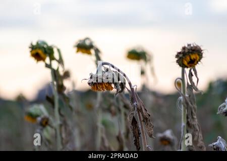 Dürre mit trockenen und verwelkten Sonnenblumen in extremer Hitzeperiode mit heißen Temperaturen und ohne Regenfälle aufgrund der globalen Erwärmung führt zu Ernteverknappung und Wasserknappheit auf landwirtschaftlichen Sonnenblumenfeldern Stockfoto
