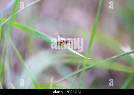 ANT Hochzeitsflug mit fliegenden Ameisen wie neuen Ameisenköniginnen und männlichen Ameisen mit gespreizten Flügeln paaren sich als nützliches Insekt für die Reproduktion in Makro-Niederwinkelblick formikale Nestkolonie neue Insektengesellschaft Stockfoto