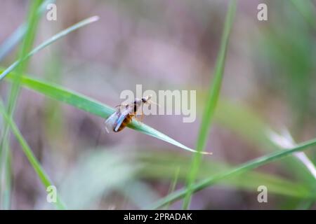 ANT Hochzeitsflug mit fliegenden Ameisen wie neuen Ameisenköniginnen und männlichen Ameisen mit gespreizten Flügeln paaren sich als nützliches Insekt für die Reproduktion in Makro-Niederwinkelblick formikale Nestkolonie neue Insektengesellschaft Stockfoto