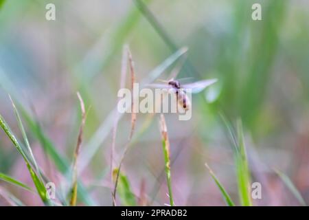 ANT Hochzeitsflug mit fliegenden Ameisen wie neuen Ameisenköniginnen und männlichen Ameisen mit gespreizten Flügeln paaren sich als nützliches Insekt für die Reproduktion in Makro-Niederwinkelblick formikale Nestkolonie neue Insektengesellschaft Stockfoto