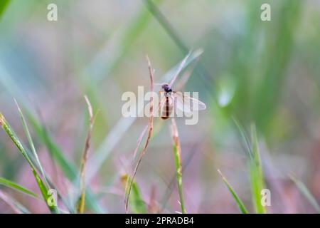 ANT Hochzeitsflug mit fliegenden Ameisen wie neuen Ameisenköniginnen und männlichen Ameisen mit gespreizten Flügeln paaren sich als nützliches Insekt für die Reproduktion in Makro-Niederwinkelblick formikale Nestkolonie neue Insektengesellschaft Stockfoto