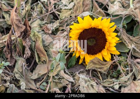 Dürre mit trockenen und verwelkten Sonnenblumen in extremer Hitzeperiode mit heißen Temperaturen und ohne Regenfälle aufgrund der globalen Erwärmung führt zu Ernteverknappung und Wasserknappheit auf landwirtschaftlichen Sonnenblumenfeldern Stockfoto
