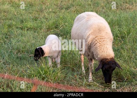 Kleines Lamm mit schwarzem Kopf und aufmerksame Mutterschafe, die sich um die weidenden Schafe in der ökologischen Weidewirtschaft kümmern, mit entspannter Schafherde in grünem Gras als landwirtschaftliches Management in idyllischer Landschaft Stockfoto