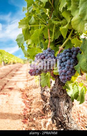 Traubenbündel auf der Pflanze während der Veraison-Phase. Landwirtschaft. Stockfoto