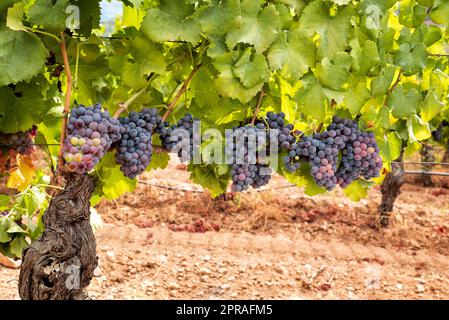 Traubenbündel auf der Pflanze während der Veraison-Phase. Landwirtschaft. Stockfoto