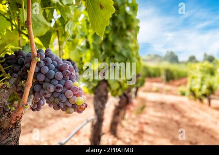 Traubenbündel auf der Pflanze während der Veraison-Phase. Landwirtschaft. Stockfoto