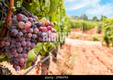 Traubenbündel auf der Pflanze während der Veraison-Phase. Landwirtschaft. Stockfoto