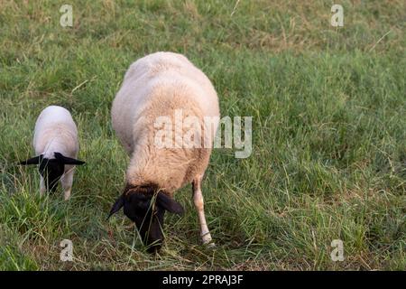 Kleines Lamm mit schwarzem Kopf und aufmerksame Mutterschafe, die sich um die weidenden Schafe in der ökologischen Weidewirtschaft kümmern, mit entspannter Schafherde in grünem Gras als landwirtschaftliches Management in idyllischer Landschaft Stockfoto