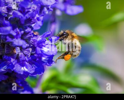 Gemeine Karderbiene auf einer violetten Salbeiblütenblüte Stockfoto