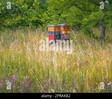 Imkerei mit Holzbienenarten Stockfoto