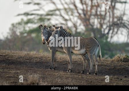 Zwei Grevy-Zebras stehen nebeneinander auf der Piste Stockfoto