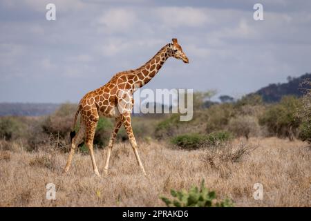 Netzgiraffen wandern zwischen Büschen in der Savanne Stockfoto