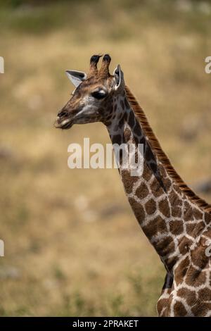 Nahaufnahme von Hals und Kopf der südlichen Giraffe Stockfoto