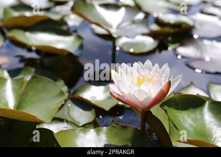 Weiße Seerose leuchtet im Rücklicht Stockfoto