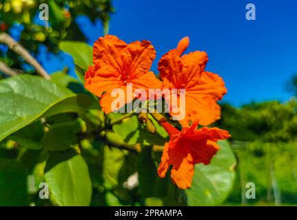 Kou Cordia subcordata blühender Baum mit Orangenblumen in Mexiko. Stockfoto