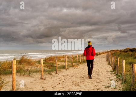 Eine Frau, die auf einem wunderschönen sandigen Pfad am Meer spaziert. North Holland Dune Reserve, Egmond aan Zee, Niederlande. Stockfoto