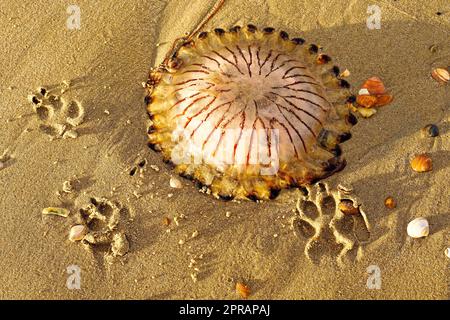 Eine Kompassqualle am Strand. North Holland Dune Reserve, Egmond aan Zee, Niederlande. Stockfoto