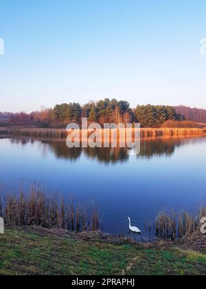 Am späten Abend auf dem See mit einem Schwan im Winter Stockfoto