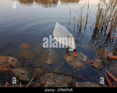 schwan schwimmt Stockfoto