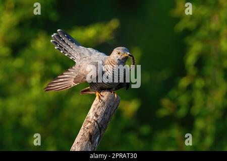 Gewöhnlicher Kuckuck, der Insekt am Baum in der Sommernatur frisst Stockfoto