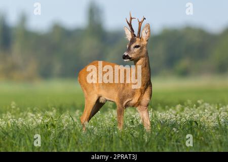 Rehe beobachten über der Schulter auf Wildblumen Stockfoto