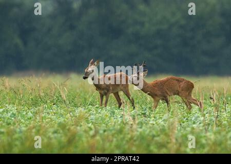Reh-Männchen schnüffelt Weibchen auf der Wiese bei Regen Stockfoto
