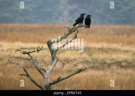 Zwei gewöhnliche Raben sitzen auf altem Baum in herbstlicher Natur Stockfoto