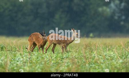 Zwei Rehe, die in der Brunftzeit im Regen auf dem Feld umwerben Stockfoto