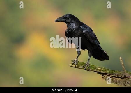 Gemeiner Rabe, der in herbstlicher Natur auf moosem Ast sitzt Stockfoto