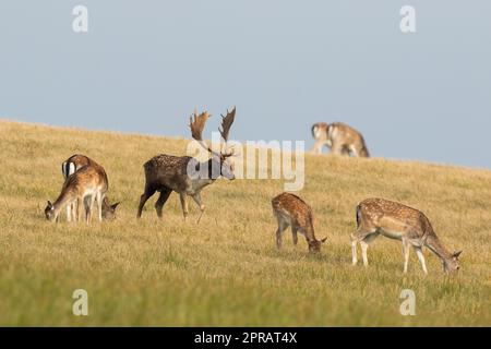 Damhirsch-Herde weidet im Herbst auf trockener Weide Stockfoto