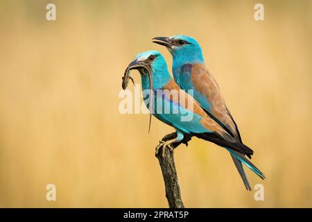 Ein paar europäische Rollen sitzen auf einem Ast und halten eine Eidechse in einem Schnabel. Stockfoto