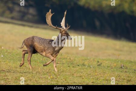 Damhirsche, die im Herbst in der Natur auf Grasland laufen. Stockfoto