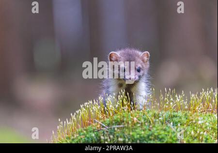 Süßer junger Marder Stockfoto