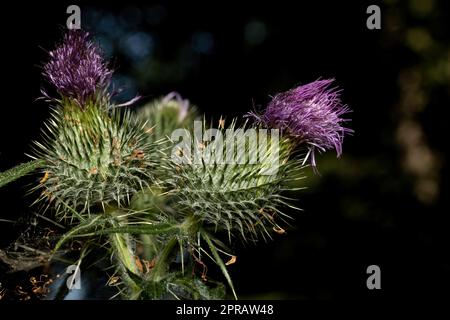 Moschusdistel oder nickende Distel Blütenzunge. Stockfoto