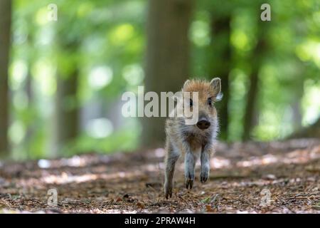 Vorderansicht eines jungen Wildschweins Stockfoto