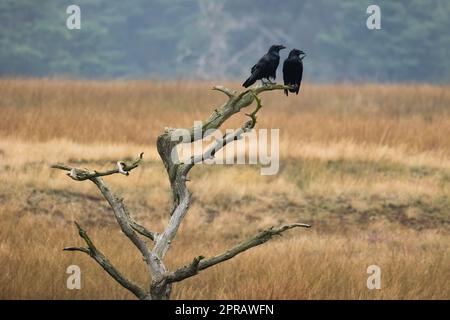 Zwei gewöhnliche Raben sitzen auf altem Baum in herbstlicher Natur Stockfoto